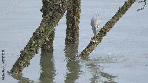 Black-crowned night heron catching fish in water in slow motion 4K