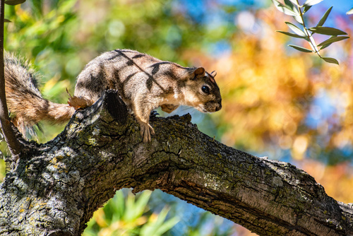 Squirrel Resting On Tree Branch in Summer photo