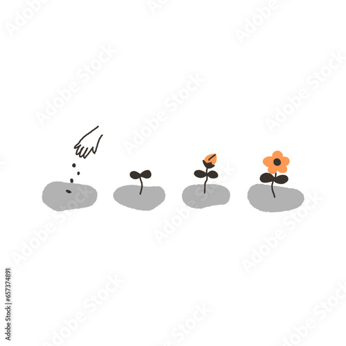 植物が育つ工程