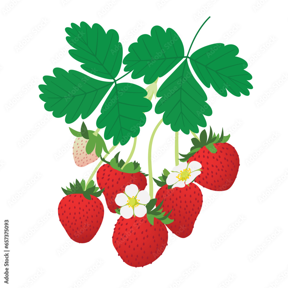 Fresh Strawberry Strawberries Bunches with Leaves and Flowers Hand-Drawn Vector Illustration Isolated Fresh Strawberry Strawberries Bunches with Leaves and Flowers Hand-Drawn Vector Illustration Isolated
