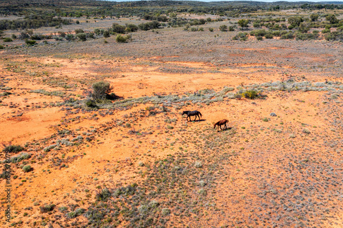 Brumbies in outback central Australia photo