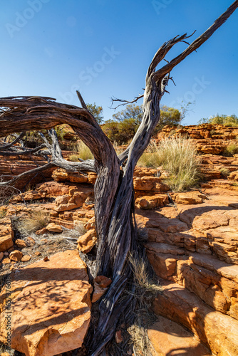 Dried out tree in Kings Canyon 