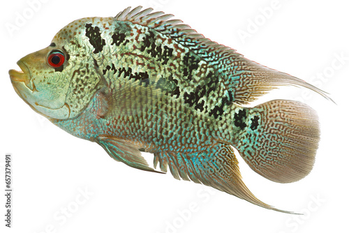 Fotografie Flowerhorn cichlid fish