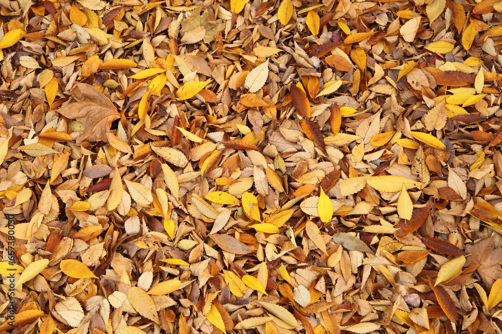 fallen leaves fallen leaves