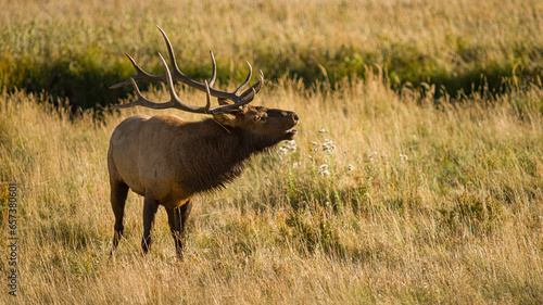 Rocky Mountain elk during the rut