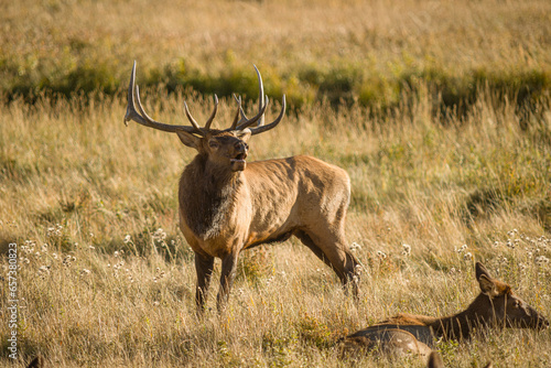 Rocky Mountain elk during the rut