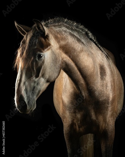 Elegant horse portrait on black backround. horse head isolated on black. Portrait of stunning beautiful horse isolated on dark background. horse portrait close up on black background. Studio shot . 