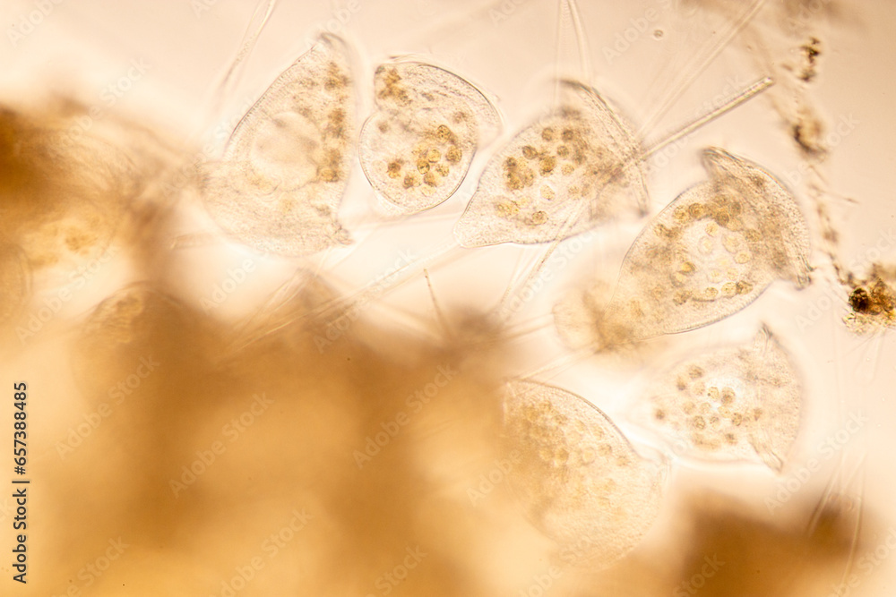 Foto de Study of Protozoa and Algae under the microscope for education ...