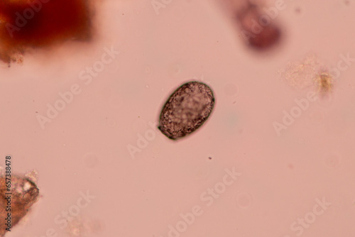 Study of Protozoa and Algae under the microscope for education.