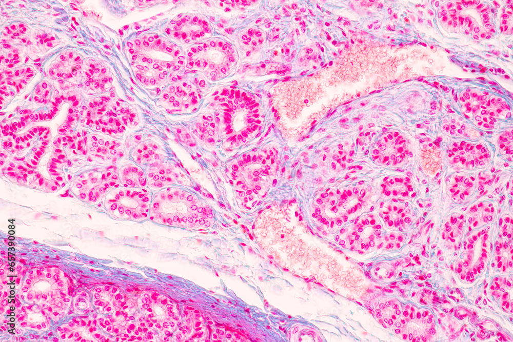 Obraz premium Histological Rectum human, Gall bladder human and Urethra Human under the microscope for education.