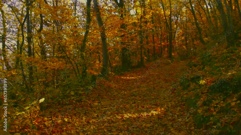 Path in the Woods during autumn Path in the Woods during autumn