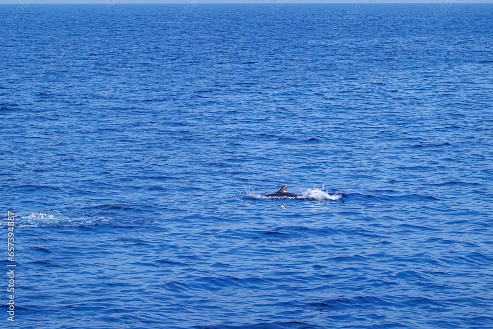 Dolphin group swim on sea surface with no wave and blue day sky background landscape Dolphin group swim on sea surface with no wave and blue day sky background landscape