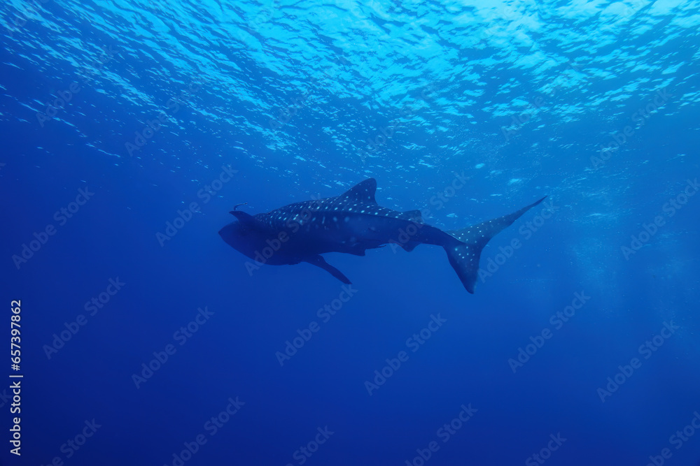 Whale sharks (Rhincodon typus), a rare big and giant fish swim slow underwater with clearly sharp skin pattern and clear blue sea background landscape