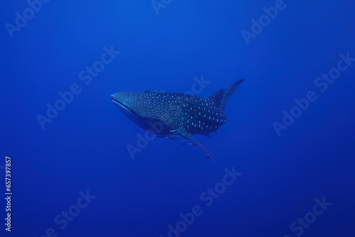 Whale sharks  Rhincodon typus   a rare big and giant fish swim slow underwater with clearly sharp skin pattern and clear blue sea background landscape