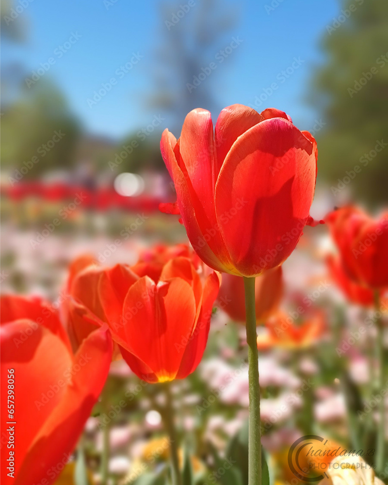 red and yellow tulips