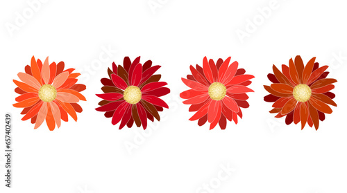 Gerbera autumn colors. white background. vector illustration.