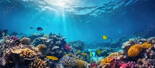 Vivid scenic underwater scenery with coral reef corals and air bubbles With copyspace for text