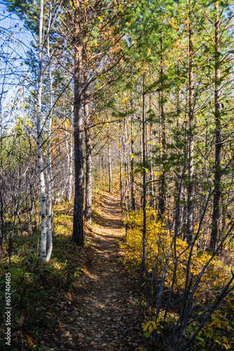 A path through the forest on an autumn day, a natural tunnel of colorful trees, soft light. An idyllic autumn scene. Pure nature, ecology, seasons. Atmospheric landscape. Selective focus.