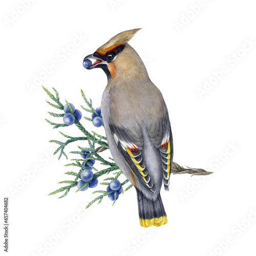 Waxwing bird on the juniper branch with berries. Watercolor illustration. Bombycilla garrulus avian. Hand drawn waxwing wildlife forest bird eating berries on the juniper twig. White background photo