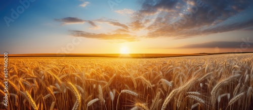 Wheat field at sunset © 2rogan