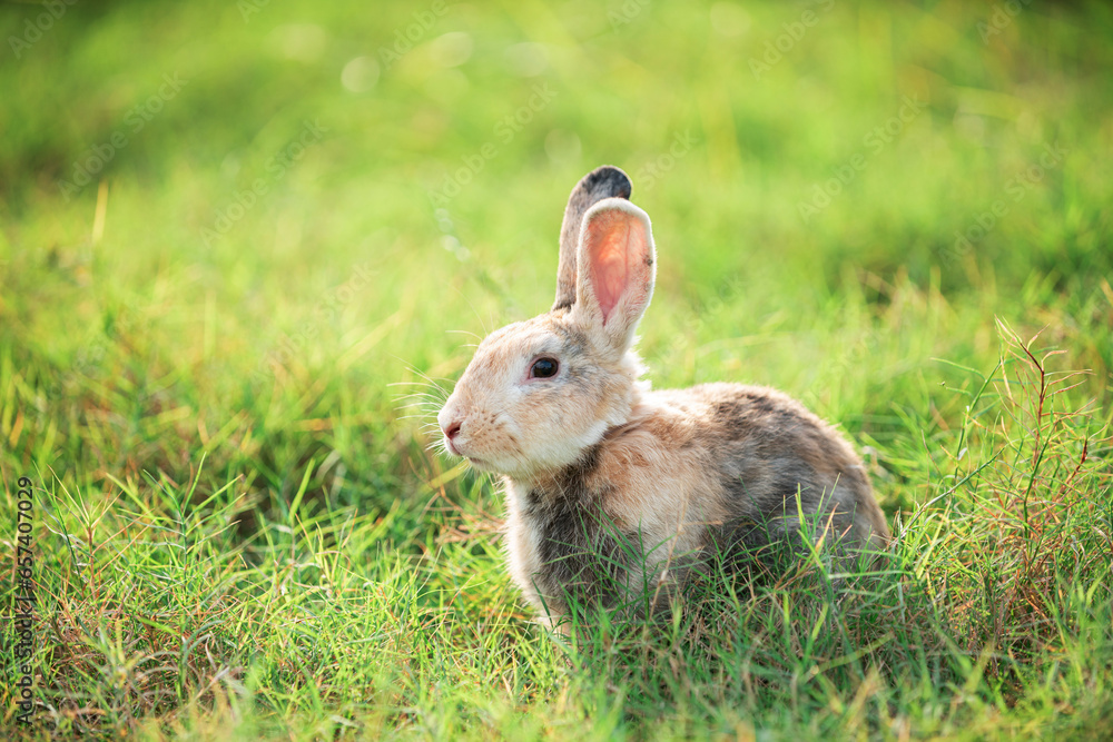 Fototapeta premium Charming Little Rabbit Enjoying and playing on Green Grass. Small Bunny in the Warm Glow of a Summer Sunset.