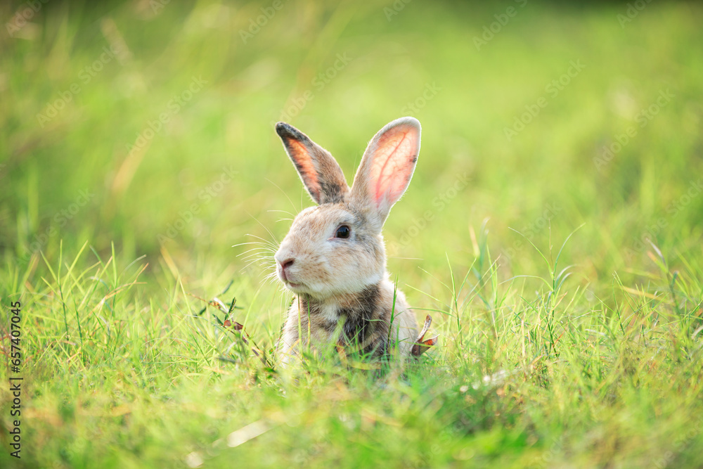 Charming Little Rabbit Enjoying and playing on Green Grass. Small Bunny in the Warm Glow of a Summer Sunset. Charming Little Rabbit Enjoying and playing on Green Grass. Small Bunny in the Warm Glow of a Summer Sunset.