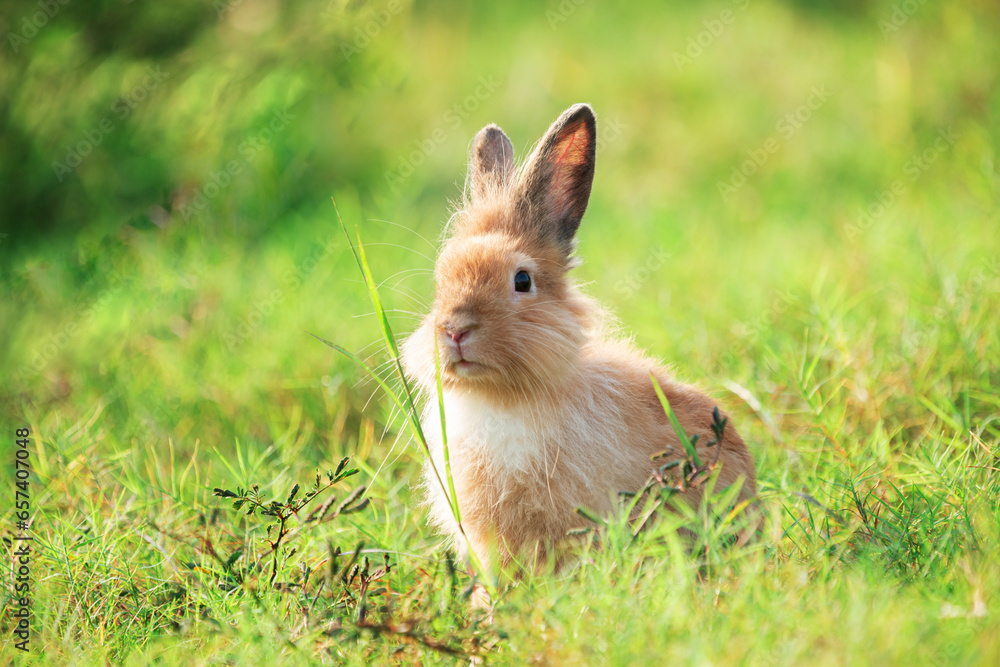 Charming Little Rabbit Enjoying and playing on Green Grass. Small Bunny in the Warm Glow of a Summer Sunset. Charming Little Rabbit Enjoying and playing on Green Grass. Small Bunny in the Warm Glow of a Summer Sunset.