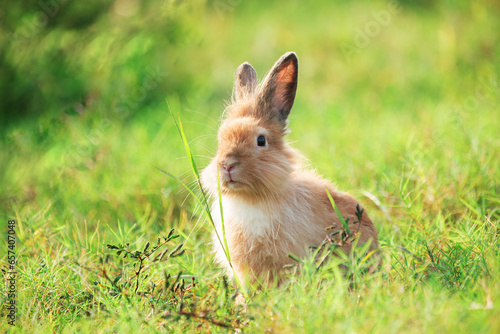 Charming Little Rabbit Enjoying and playing on Green Grass. Small Bunny in the Warm Glow of a Summer Sunset.