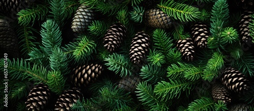 Forest gathering of green spruce cones used in alternative botanical remedy for texture pattern With copyspace for text