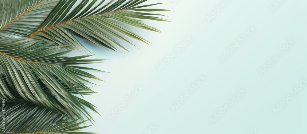 Top view of a Cycas revoluta on a isolated pastel background Copy space