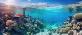 Photographs of the Red Sea s coral reef and marine creatures in Dahab Egypt With copyspace for text
