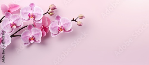 Pink orchids on a isolated pastel background Copy space in isolation © HN Works