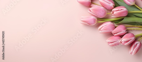Pink tulip bouquet on a isolated pastel background Copy space