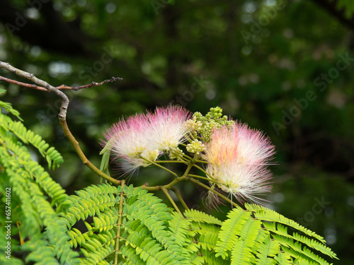 ネムノキの花2
