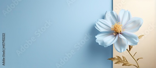 Simple blue flower illustration with a golden outline on a isolated pastel background Copy space for decor © HN Works