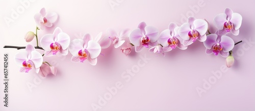 Pink flower on isolated pastel background Copy space