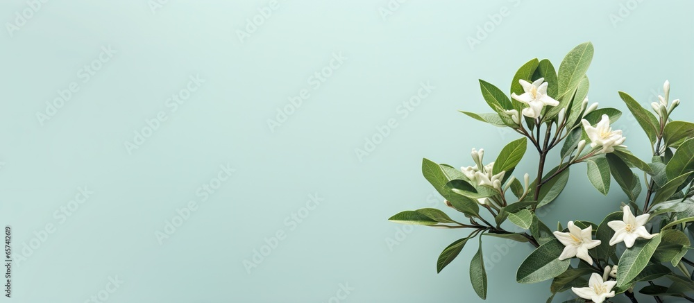 Small green shrub alone on a isolated pastel background Copy space