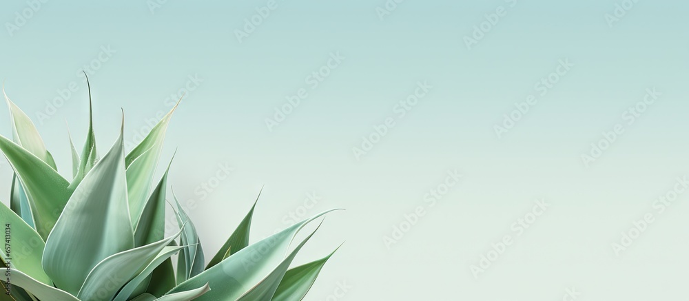 copy space image on isolated background Isolated Fox Tail Agave Plants copy space image on isolated background Isolated Fox Tail Agave Plants