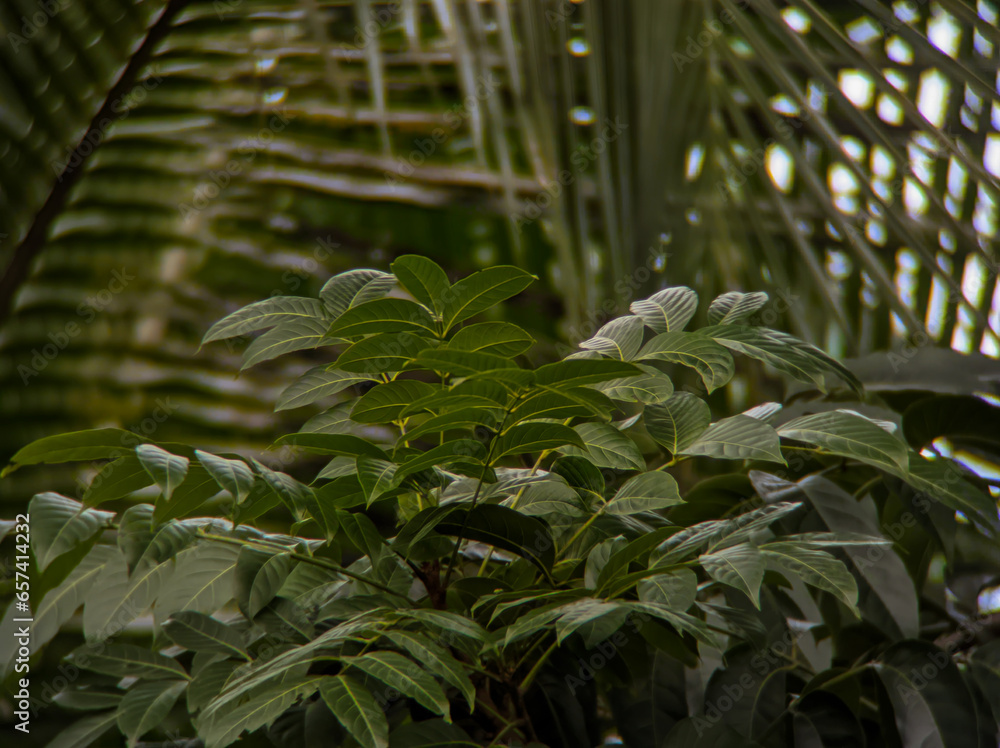 rain forest tropical landscape background rain forest tropical landscape background