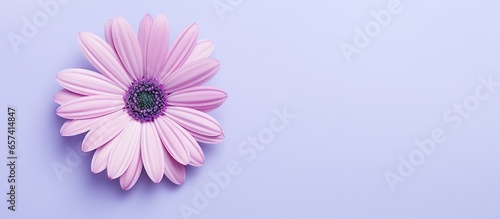 copy space image on isolated background showcases attractive osteospermum or african daisy blossom