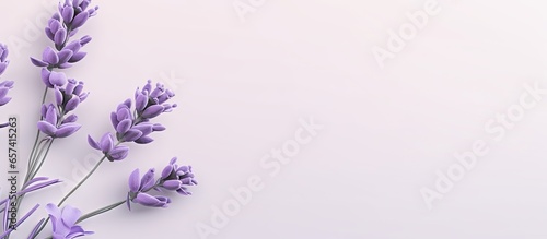 Purple petals scatter on a isolated pastel background Copy space showcasing a lavender flower