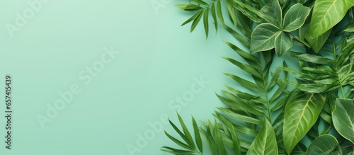 copy space image on isolated background with isolated green leaves