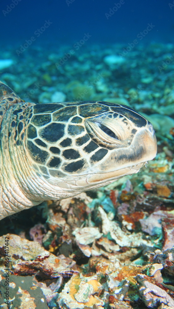 Fototapeta premium Green turtle eye and head