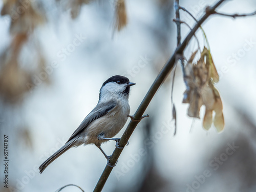 Cute bird The willow tit, song bird sitting on a branch with bright green background. The willow tit, lat. Poecile montanus.