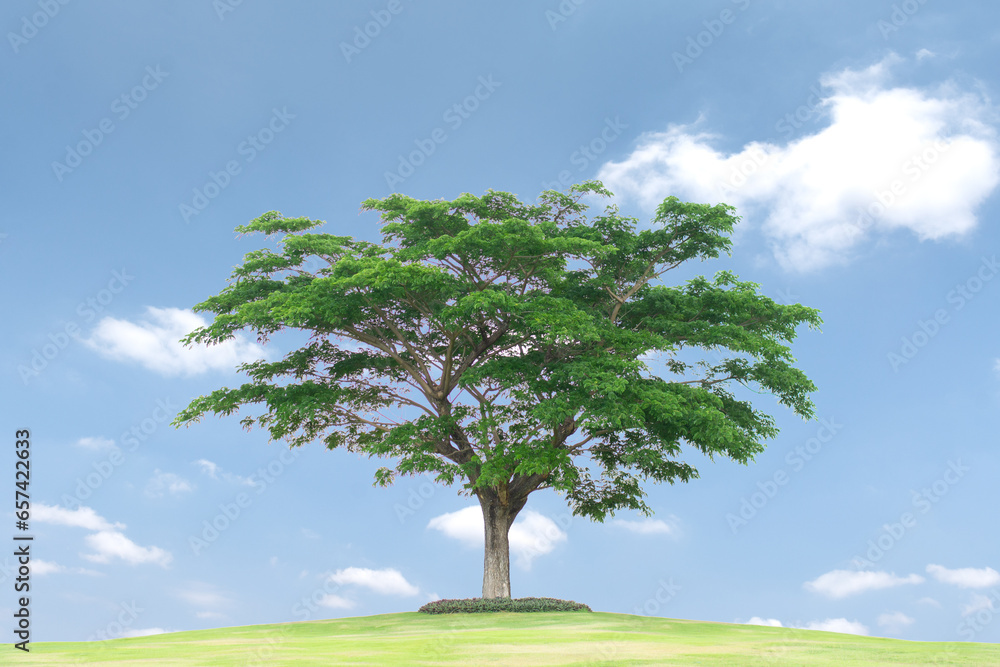 Obraz premium Green grass field and tree isolated on white background with clipping path ,Eco concept , Copy spec