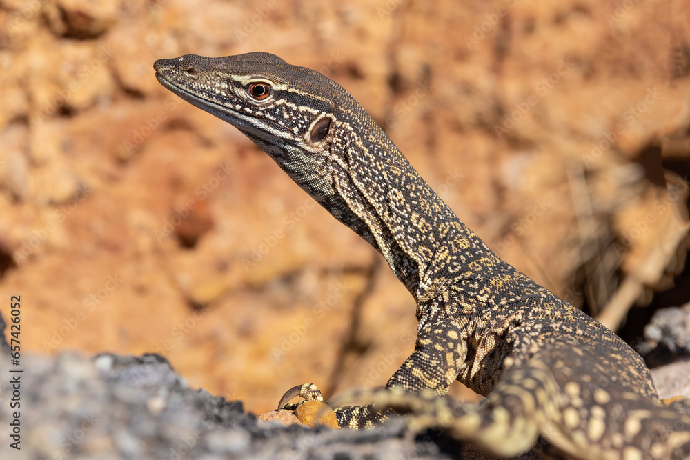Obraz premium Close up of Australian Sand Monitor