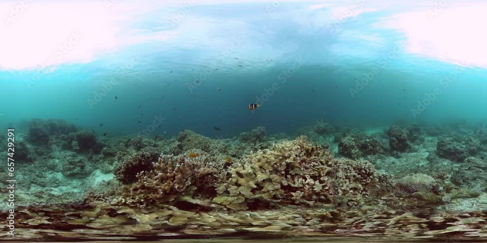Underwater background with tropical fish and hard coral reefs under the sea. Virtual Reality. Underwater background with tropical fish and hard coral reefs under the sea. Virtual Reality.