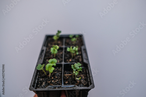 seedling in a box
