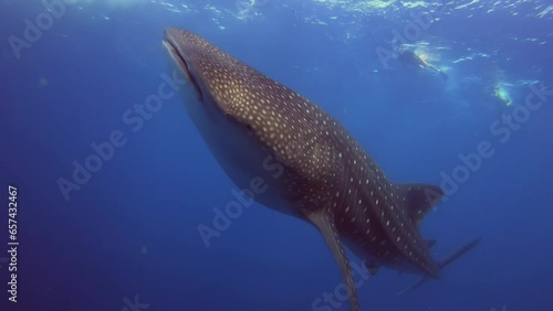 A giant whale shark swims leisurely in the blue water. Fauna of the Indian Ocean. 4K