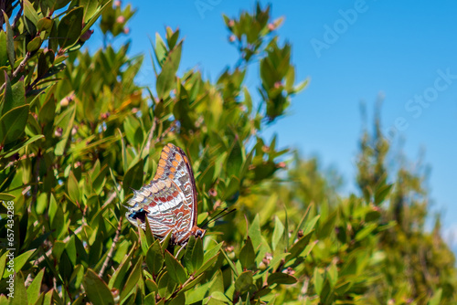 Butterfly on a bush in Mathraki island, Greece